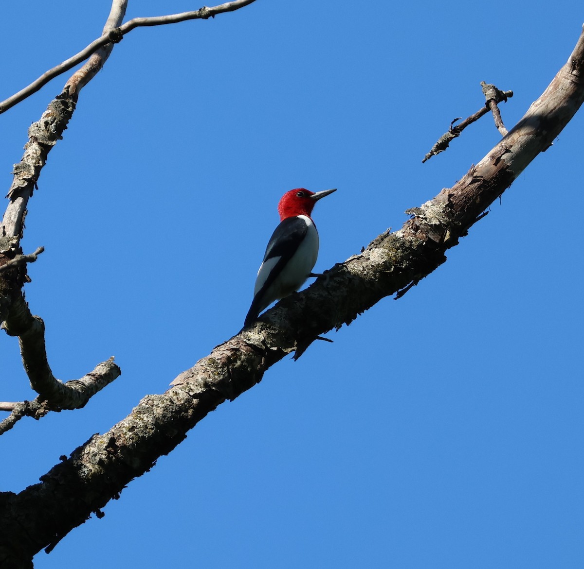 Pic à tête rouge - ML619286096