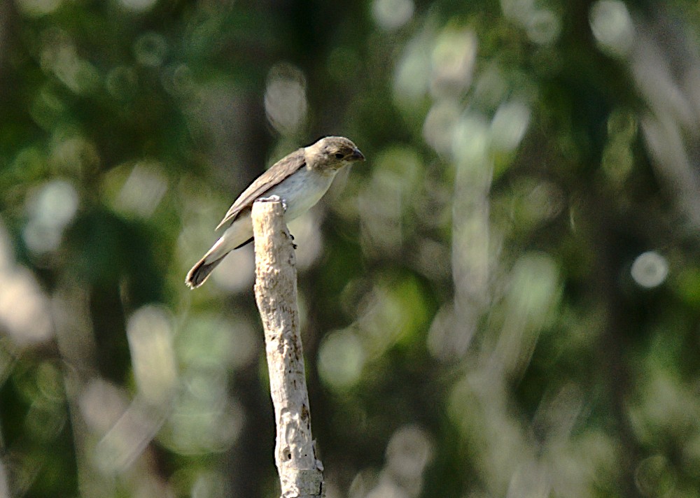 Copper Seedeater - Patrícia Hanate