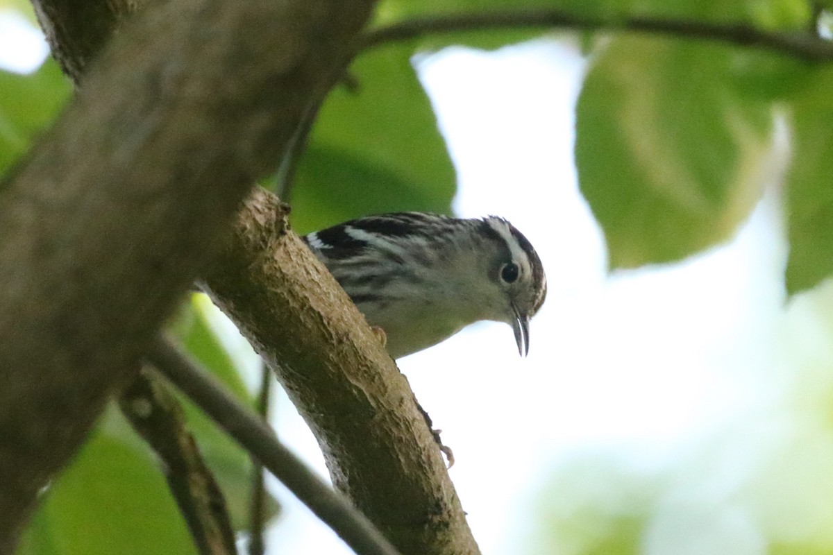 Black-and-white Warbler - ML619286103
