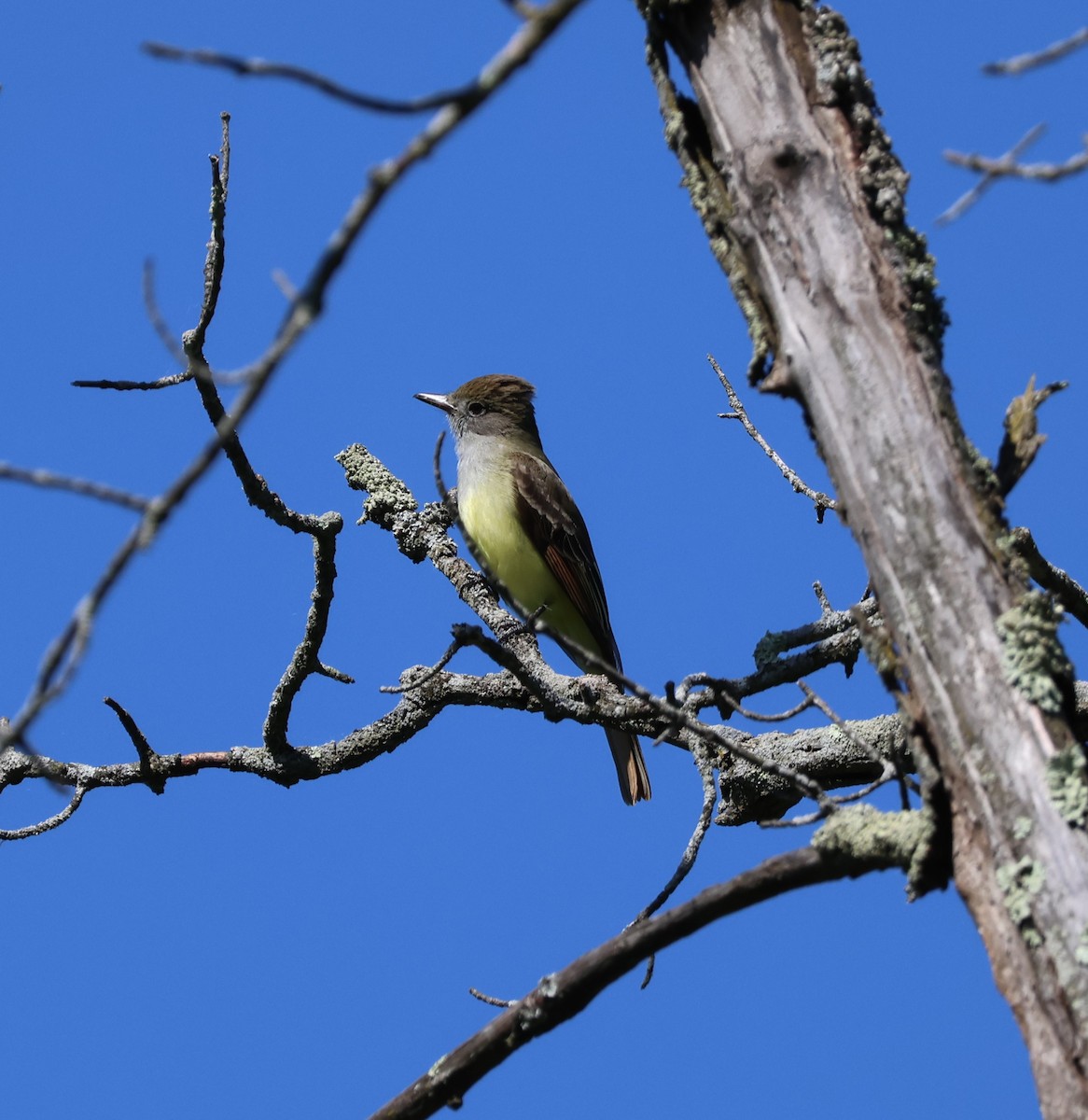 Great Crested Flycatcher - Casey Niemiec