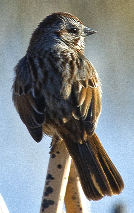 Song Sparrow - johnny powell