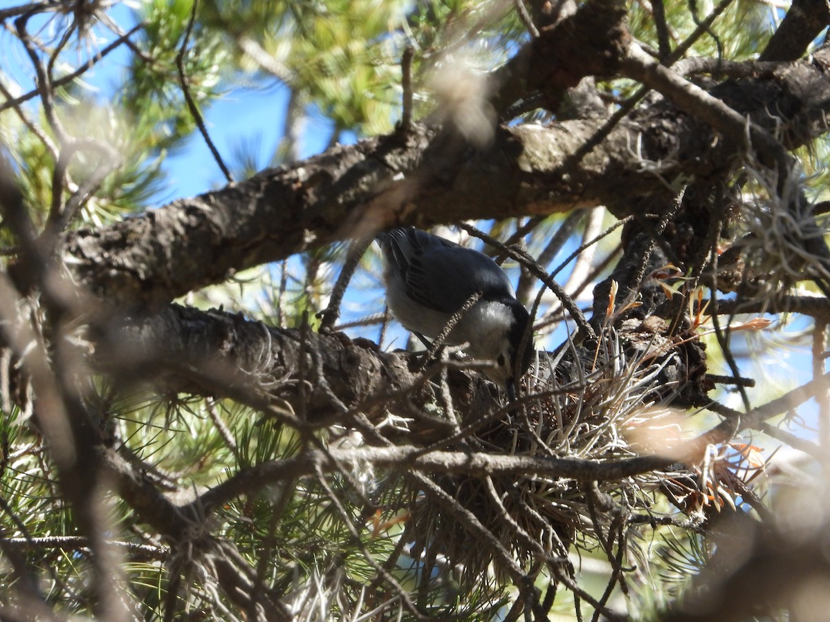 White-breasted Nuthatch - ML619286112