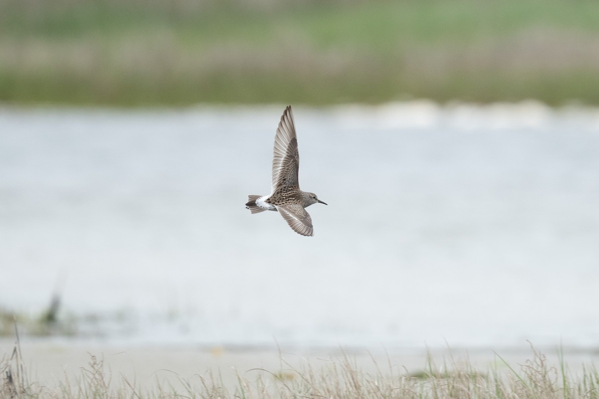 White-rumped Sandpiper - Tim Metcalf