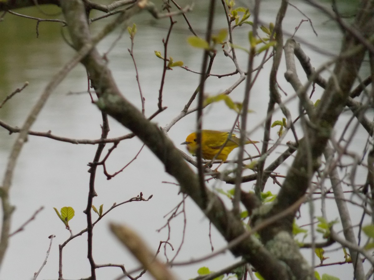 Yellow Warbler - Glenn Knoblock