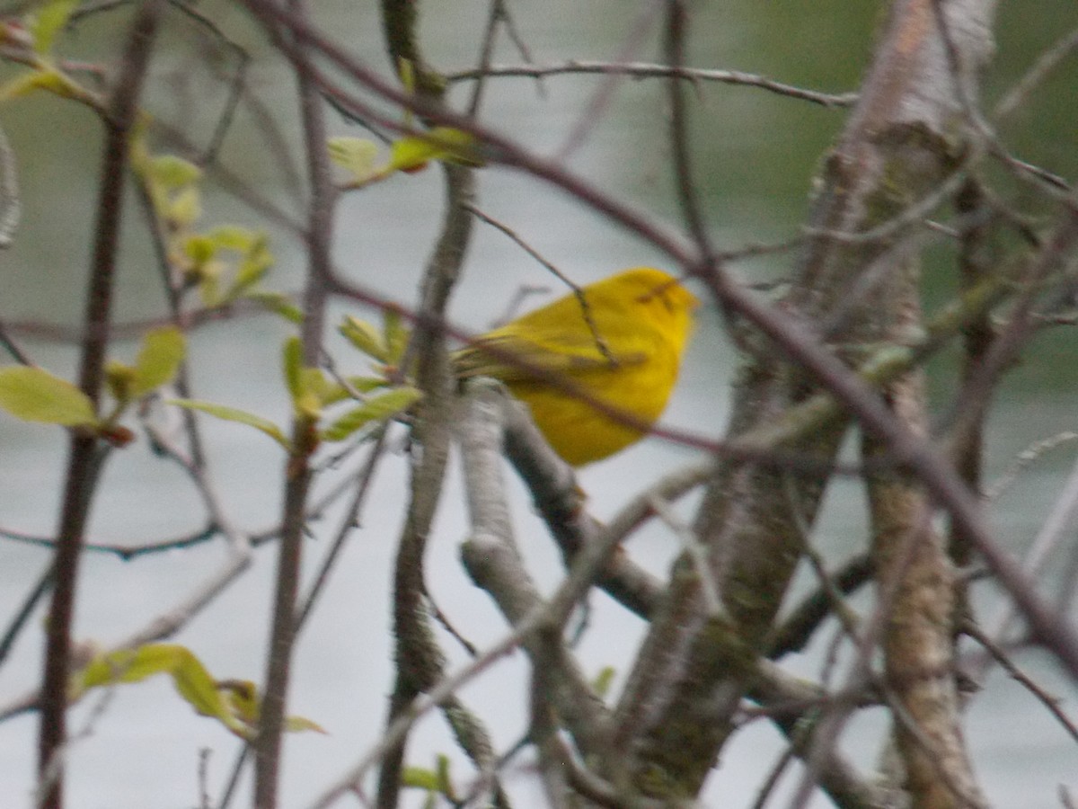 Yellow Warbler - Glenn Knoblock