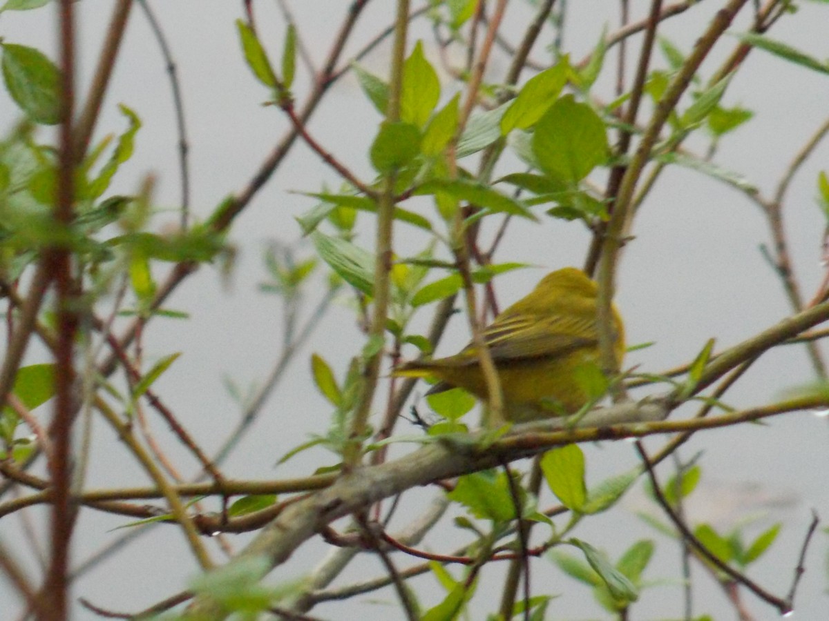 Yellow Warbler - Glenn Knoblock