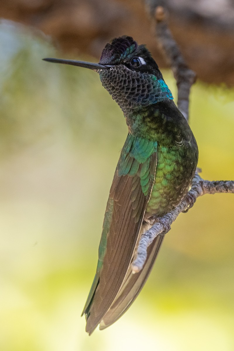 Rivoli's Hummingbird - Teresa Kopec