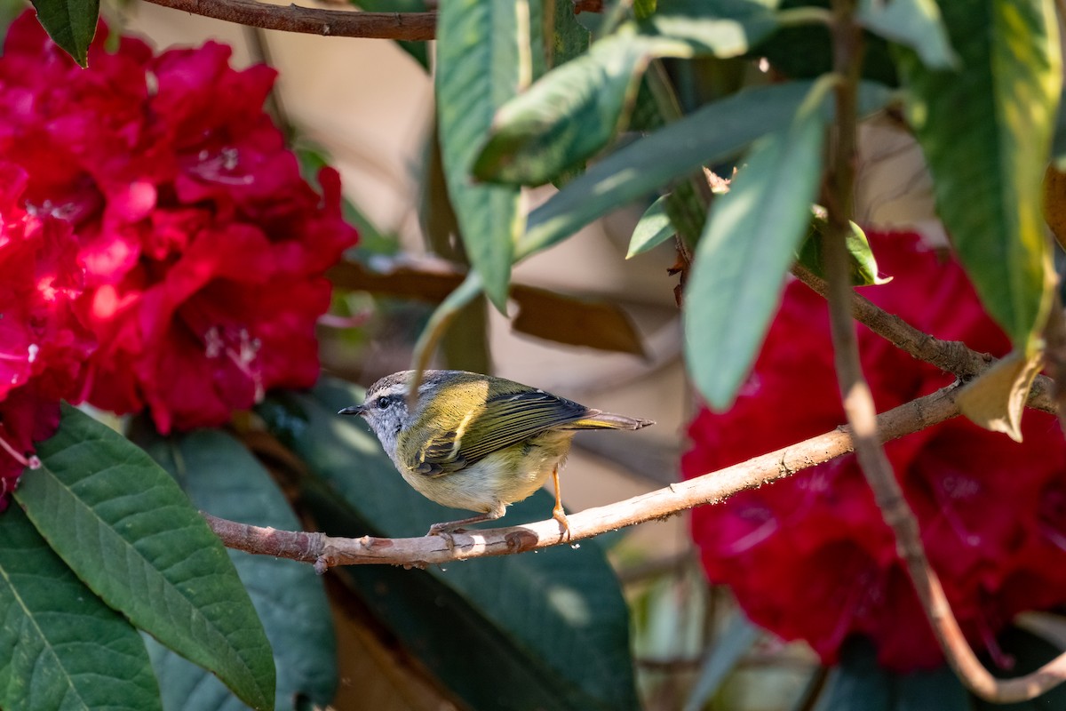 Ashy-throated Warbler - Nara Jayaraman