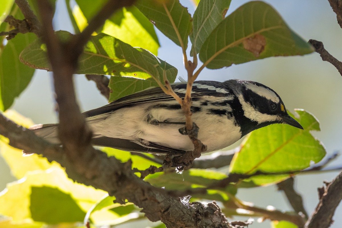 Black-throated Gray Warbler - ML619286149