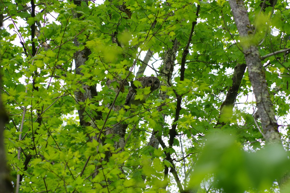 Barred Owl - Peter Pappas