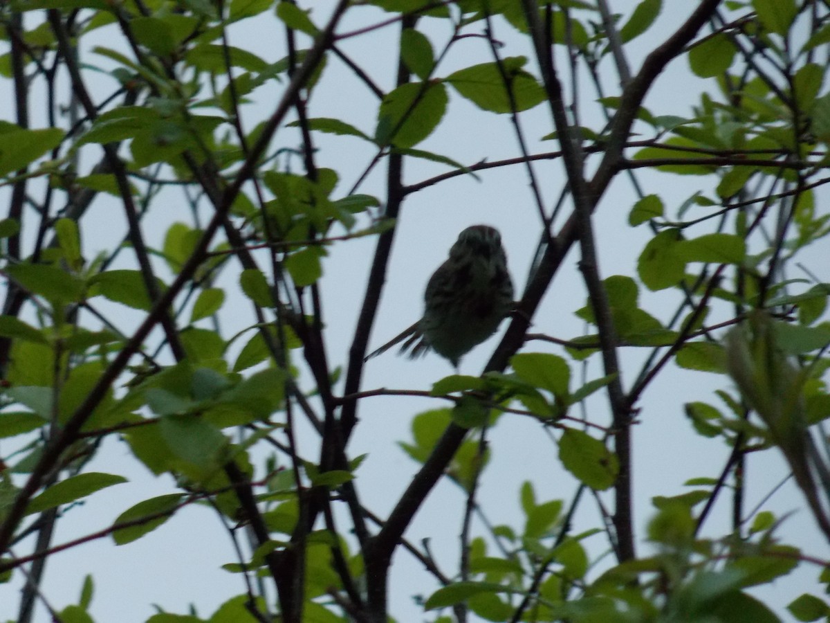 Song Sparrow - Glenn Knoblock