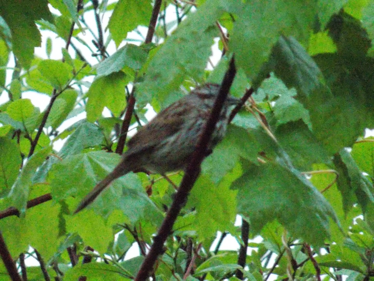 Song Sparrow - Glenn Knoblock