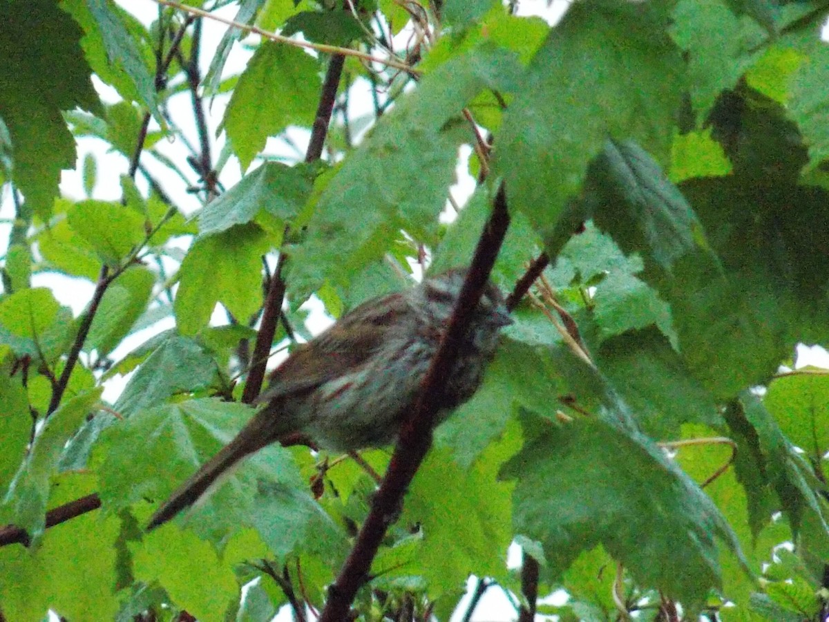 Song Sparrow - Glenn Knoblock