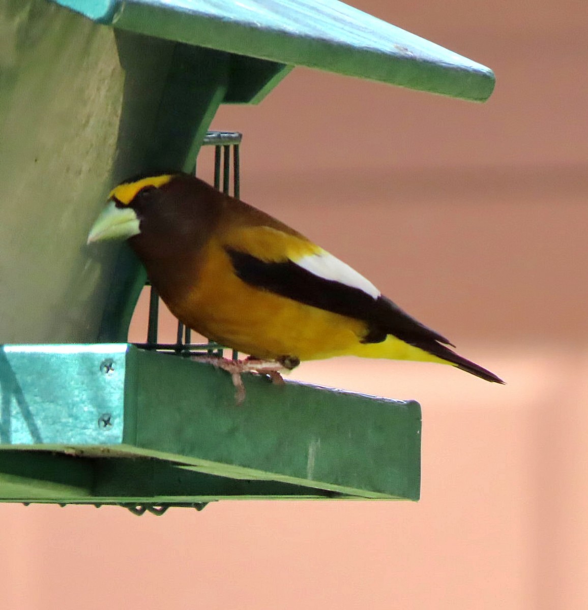 Evening Grosbeak - Cathleen Burns