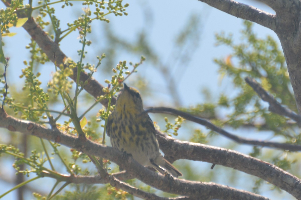 Cape May Warbler - ML619286187