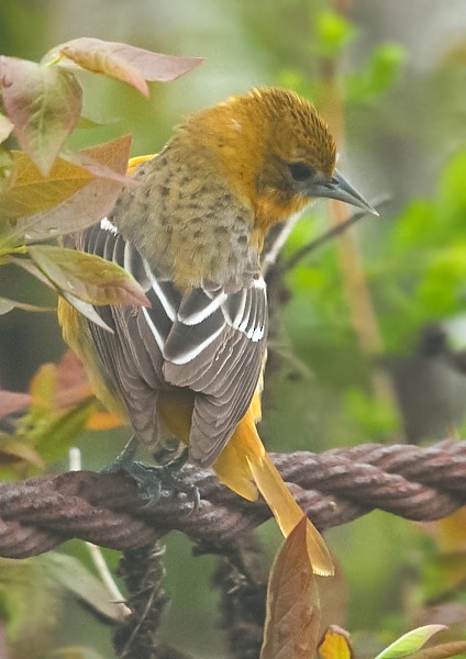 Baltimore Oriole - Anonymous