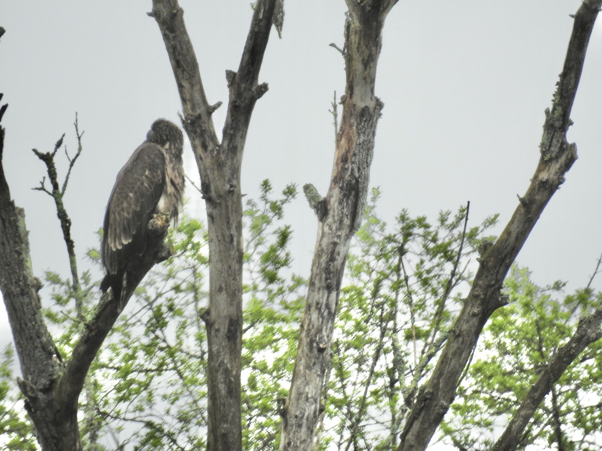 Bald Eagle - ML619286203