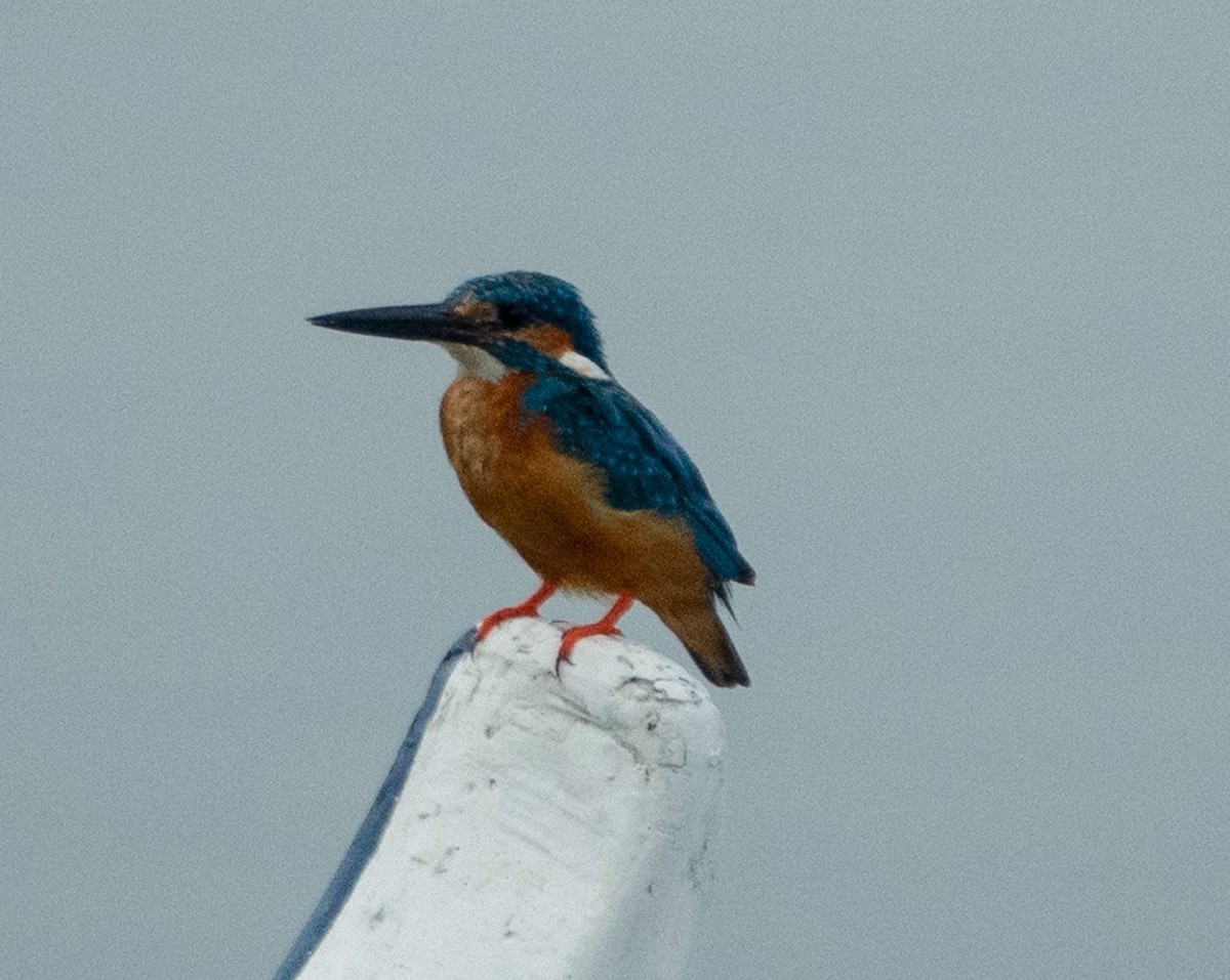 Martin-pêcheur d'Europe - ML619286204