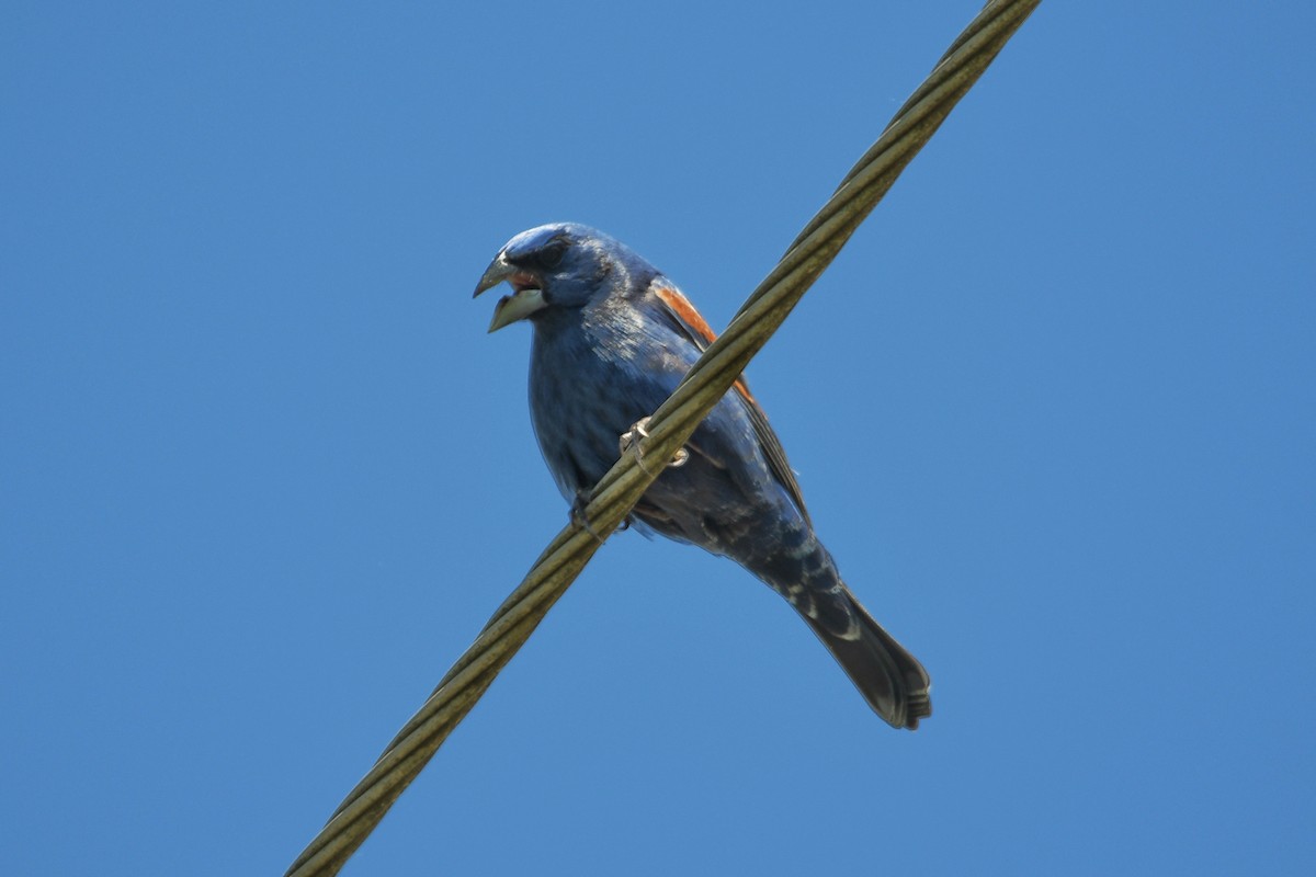 Blue Grosbeak - ML619286210