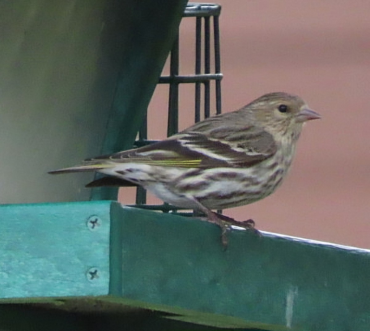 Pine Siskin - Cathleen Burns