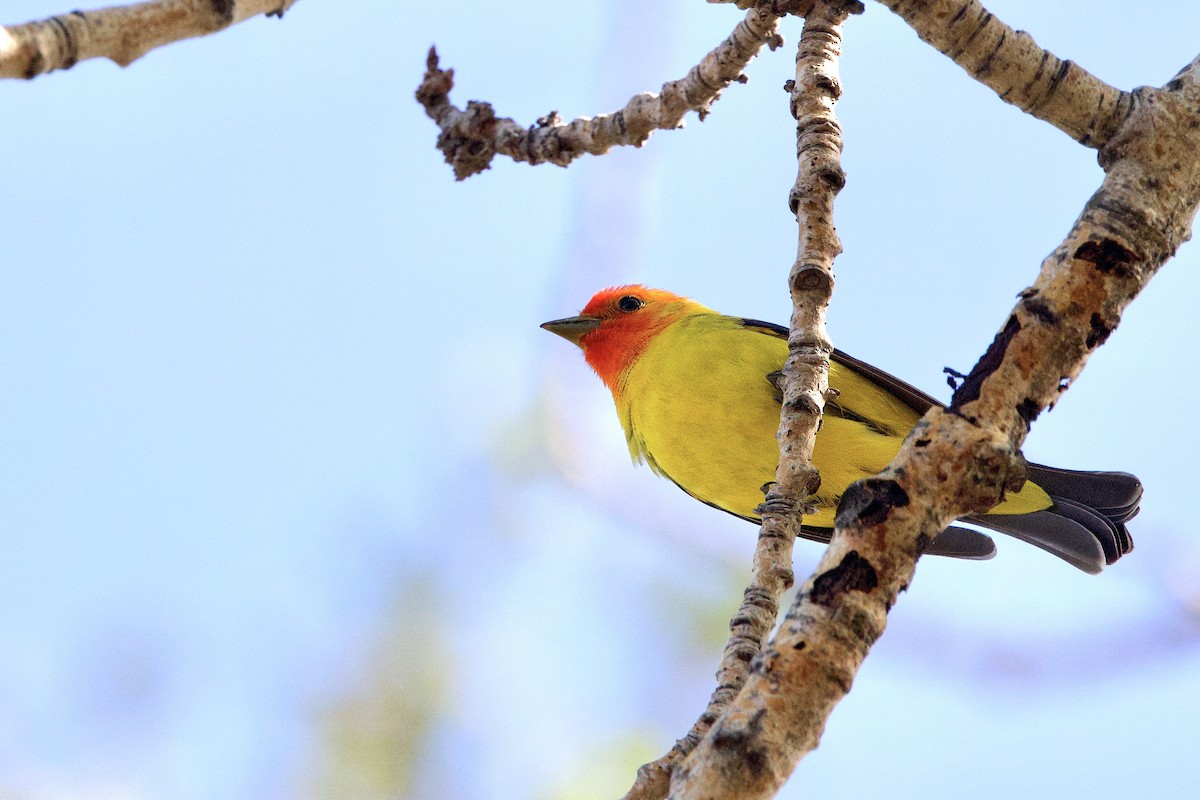 Western Tanager - Trevor Churchill