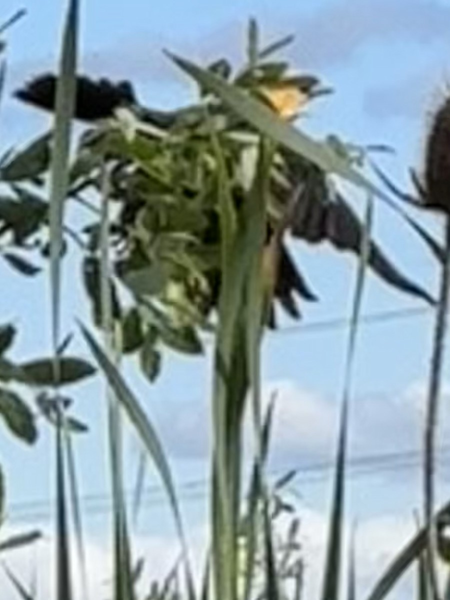 Yellow-headed Blackbird - ML619286216