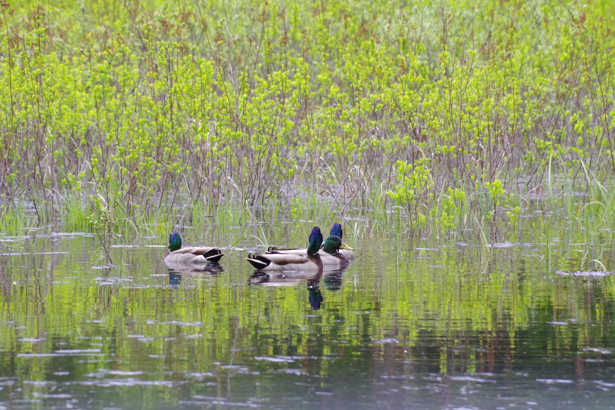 Mallard - Peter Pappas