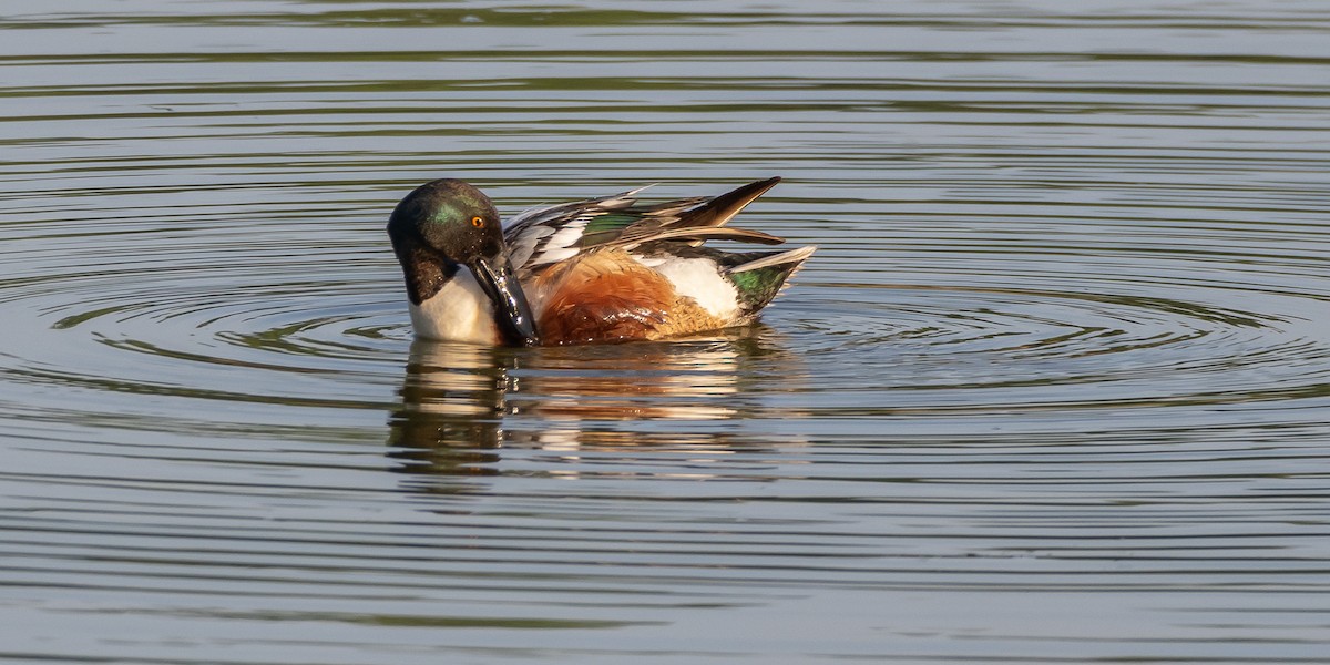 Northern Shoveler - Roy Chatburn