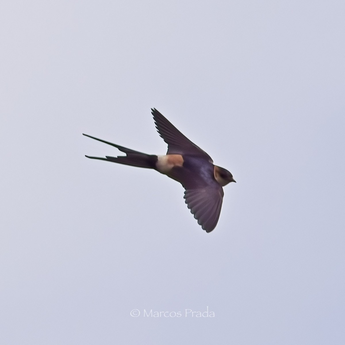 Red-rumped Swallow - ML619286233