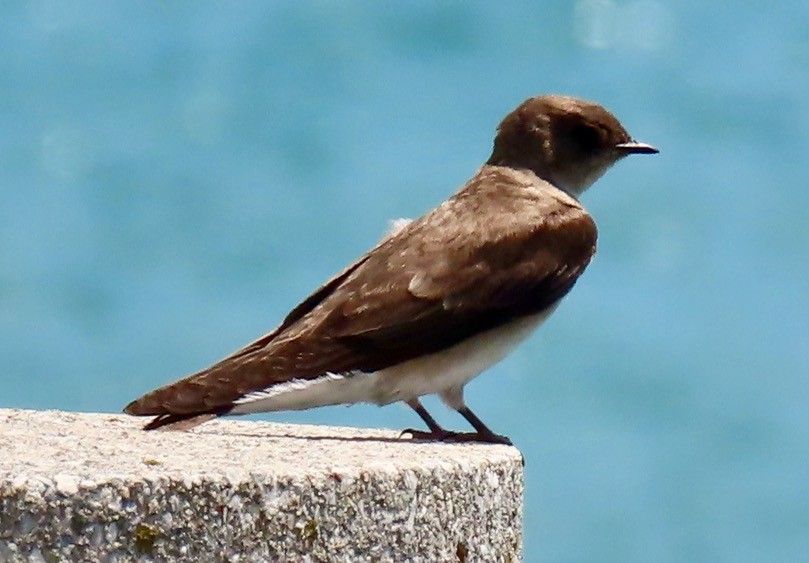 Northern Rough-winged Swallow - ML619286262