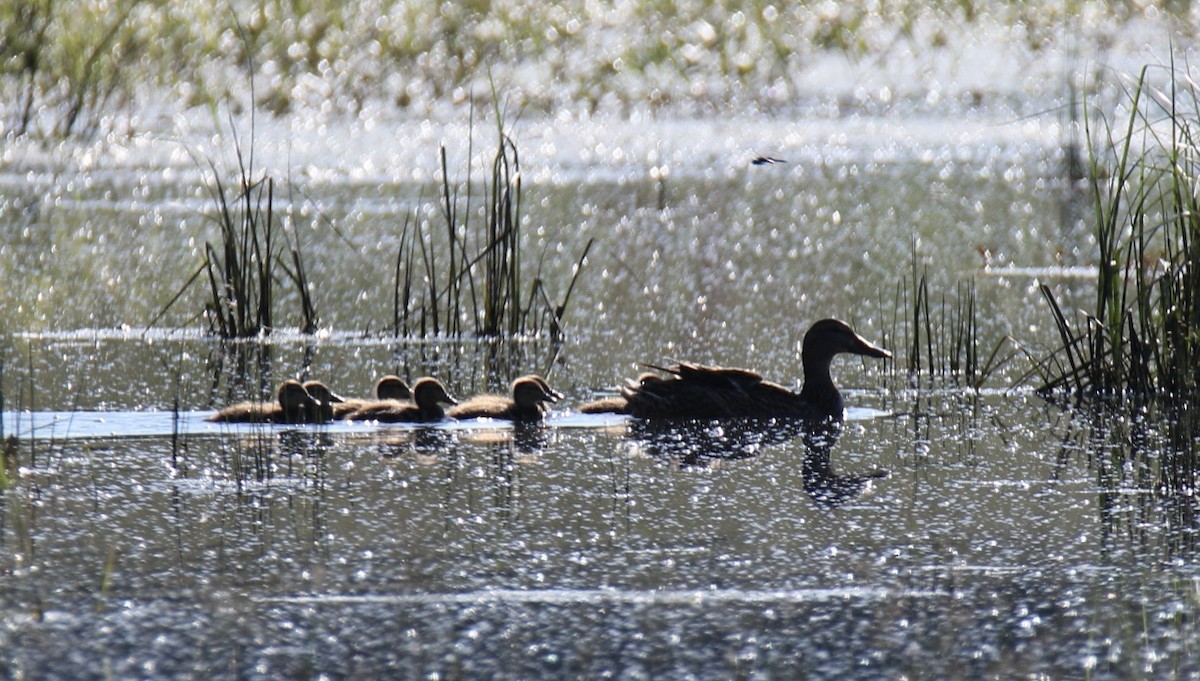 Mallard - Stacy Elliott