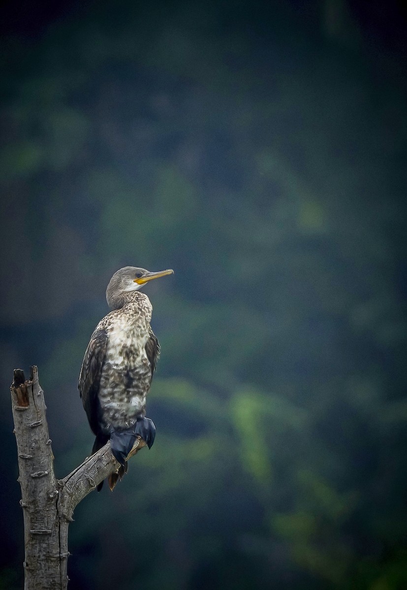 Indian Cormorant - Vazanth T