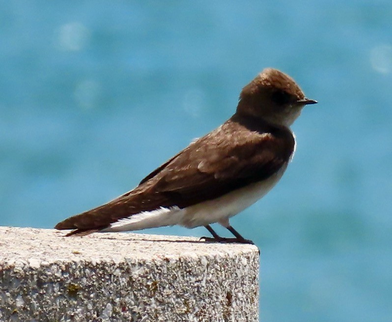 Northern Rough-winged Swallow - ML619286275