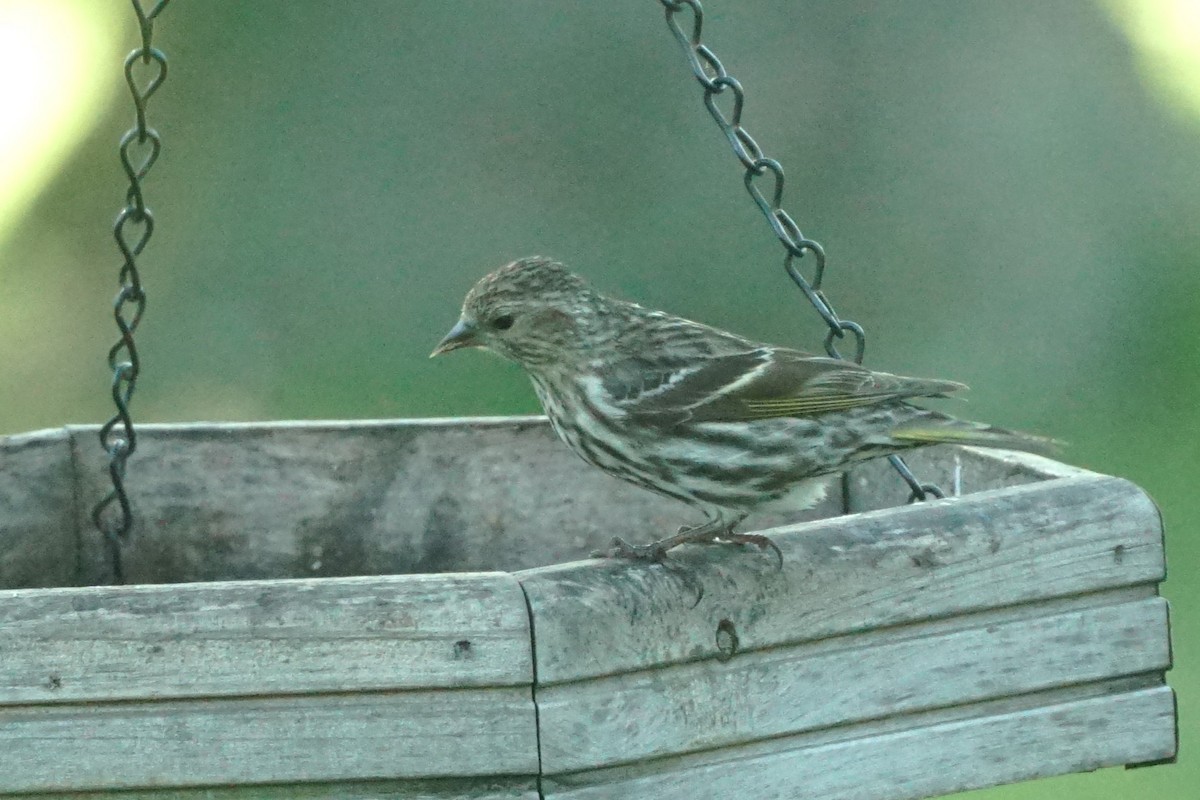 Pine Siskin - Terry Harmon