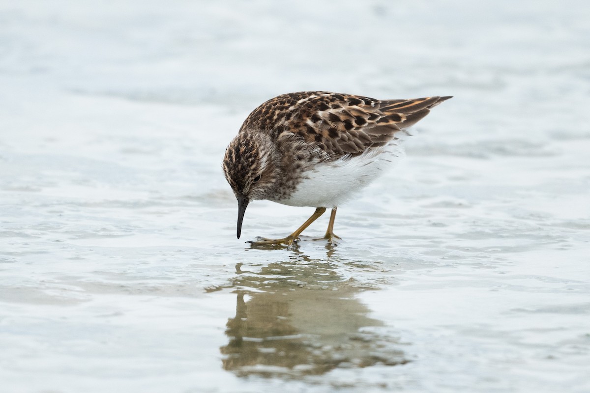 Least Sandpiper - Tim Metcalf