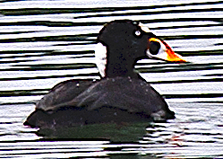 Surf Scoter - johnny powell