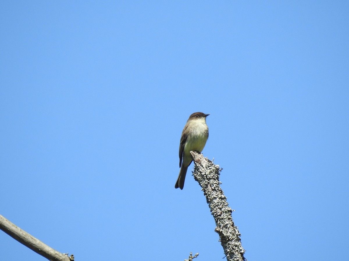 Eastern Phoebe - Germ Germain