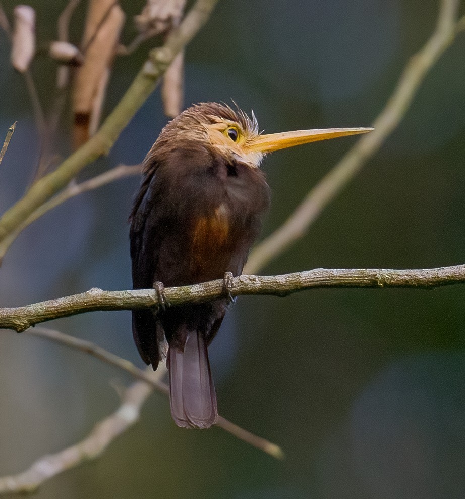 White-throated Jacamar - José Martín