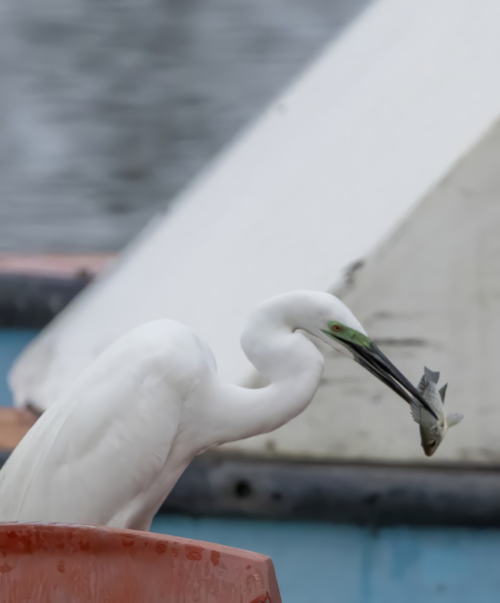 Great Egret - Vazanth T