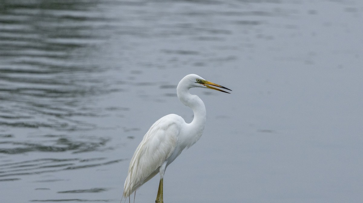 Great Egret - ML619286330