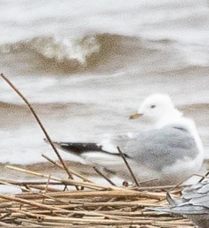 Common Gull - Sergey Krasnoperov