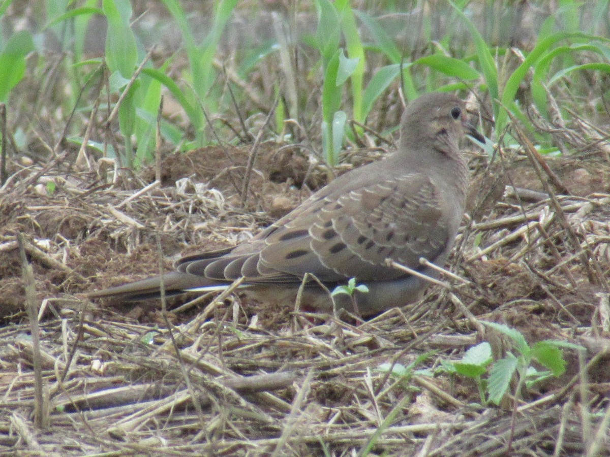 Mourning Dove - LynnErla Beegle