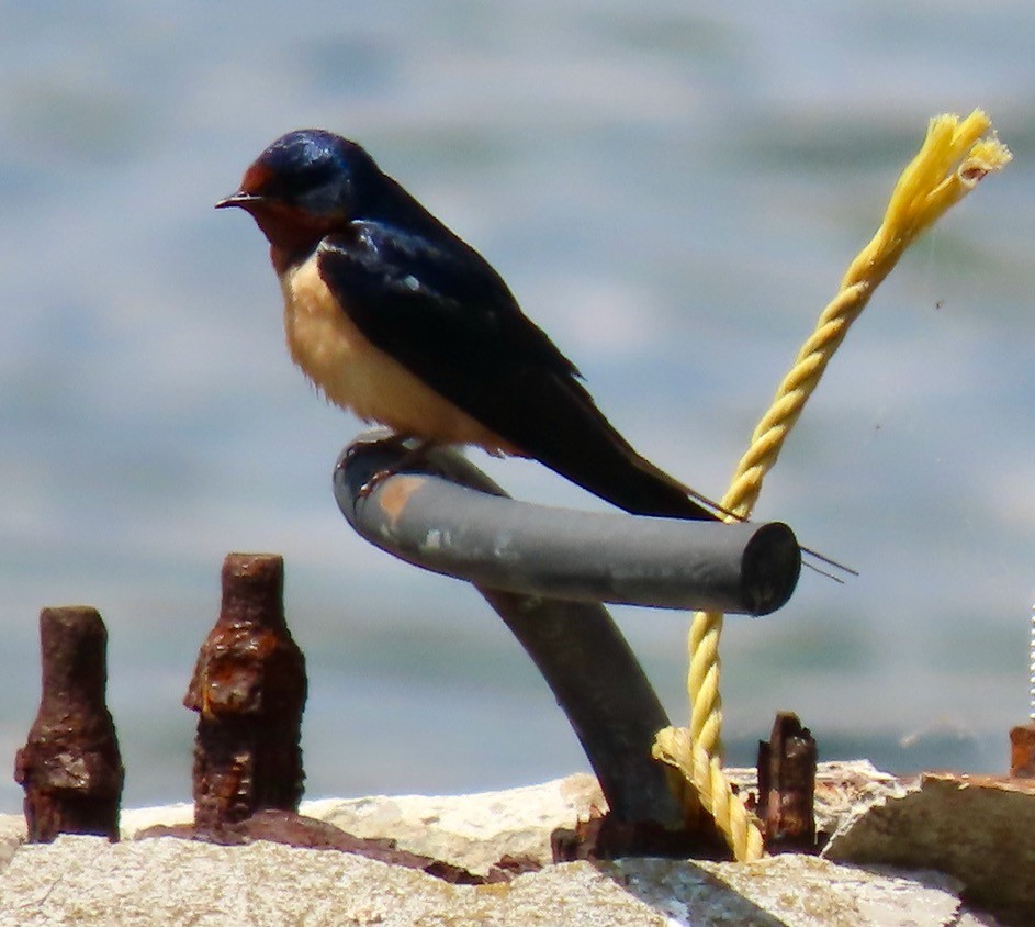 Barn Swallow - ML619286342