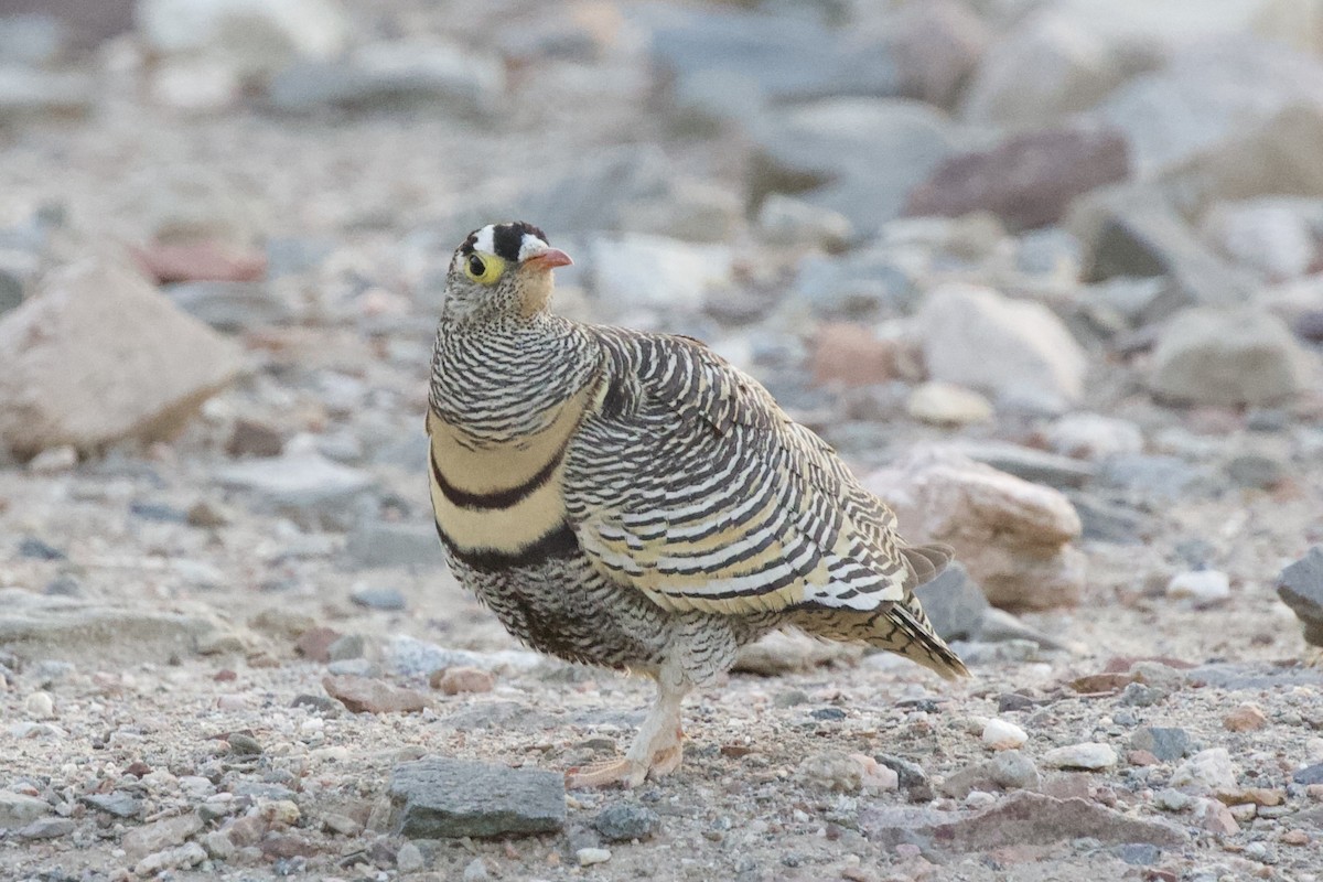 Lichtenstein's Sandgrouse - ML619286358