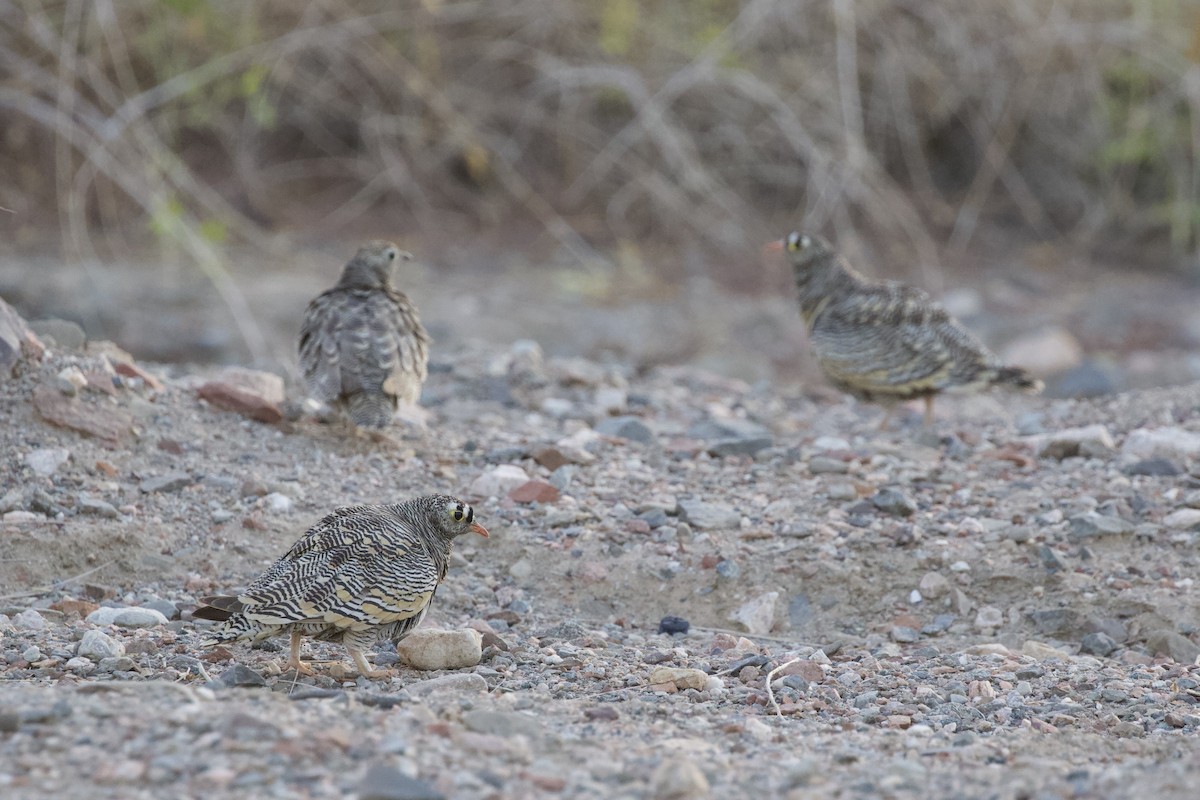 Lichtenstein's Sandgrouse - ML619286378