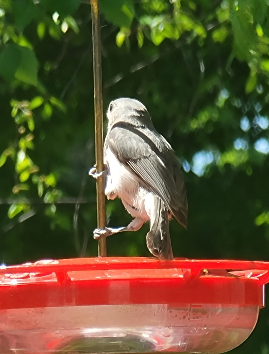 Tufted Titmouse - Scott Harp