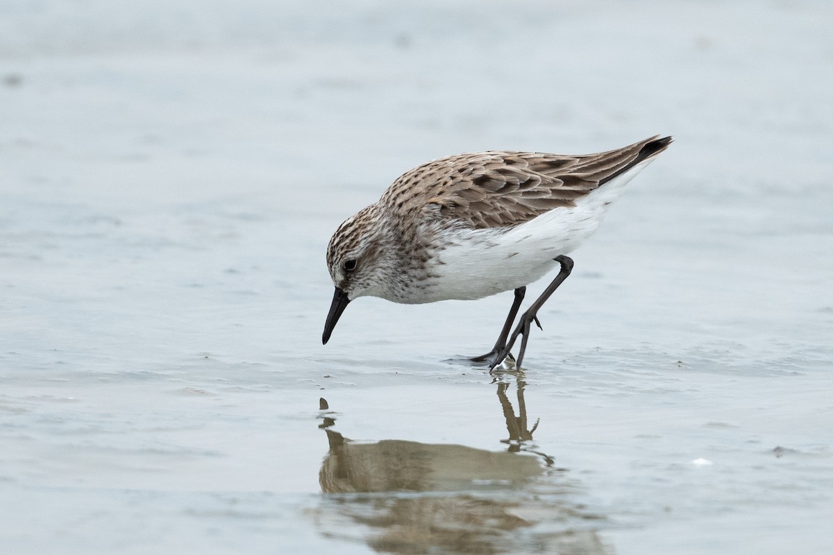 Semipalmated Sandpiper - Tim Metcalf