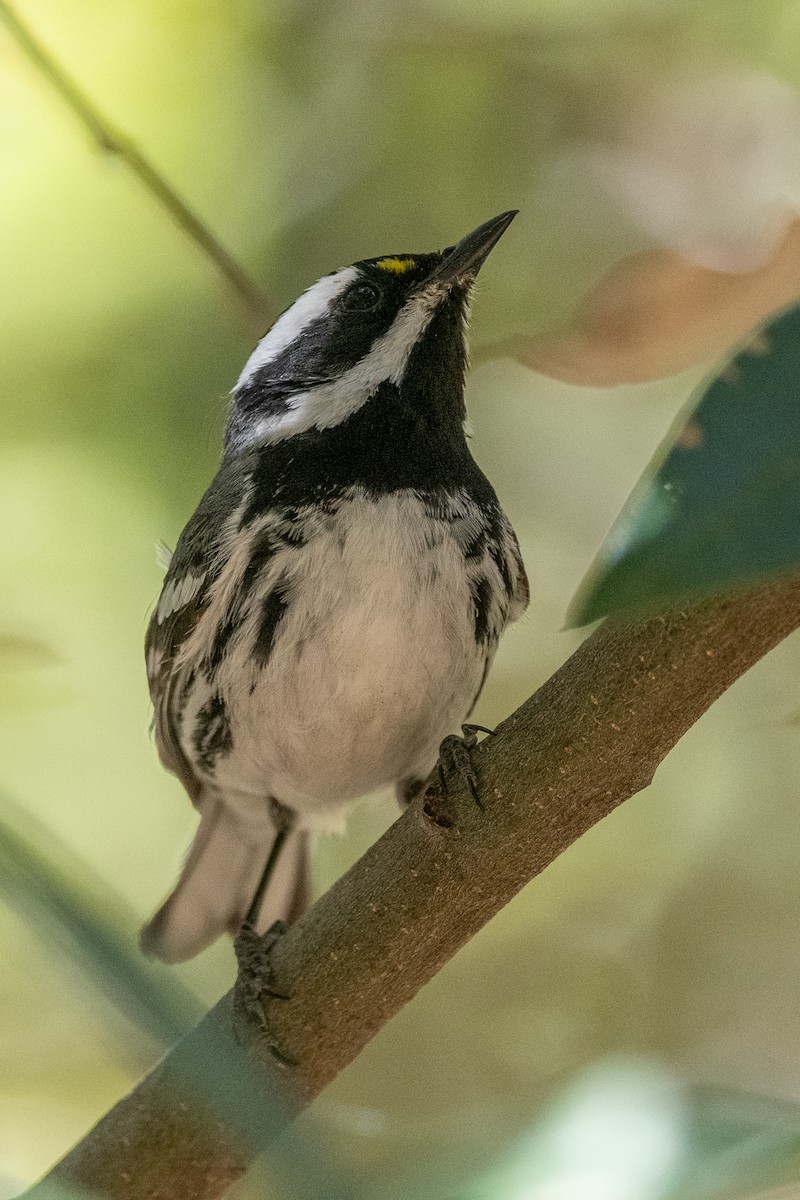 Black-throated Gray Warbler - Teresa Kopec