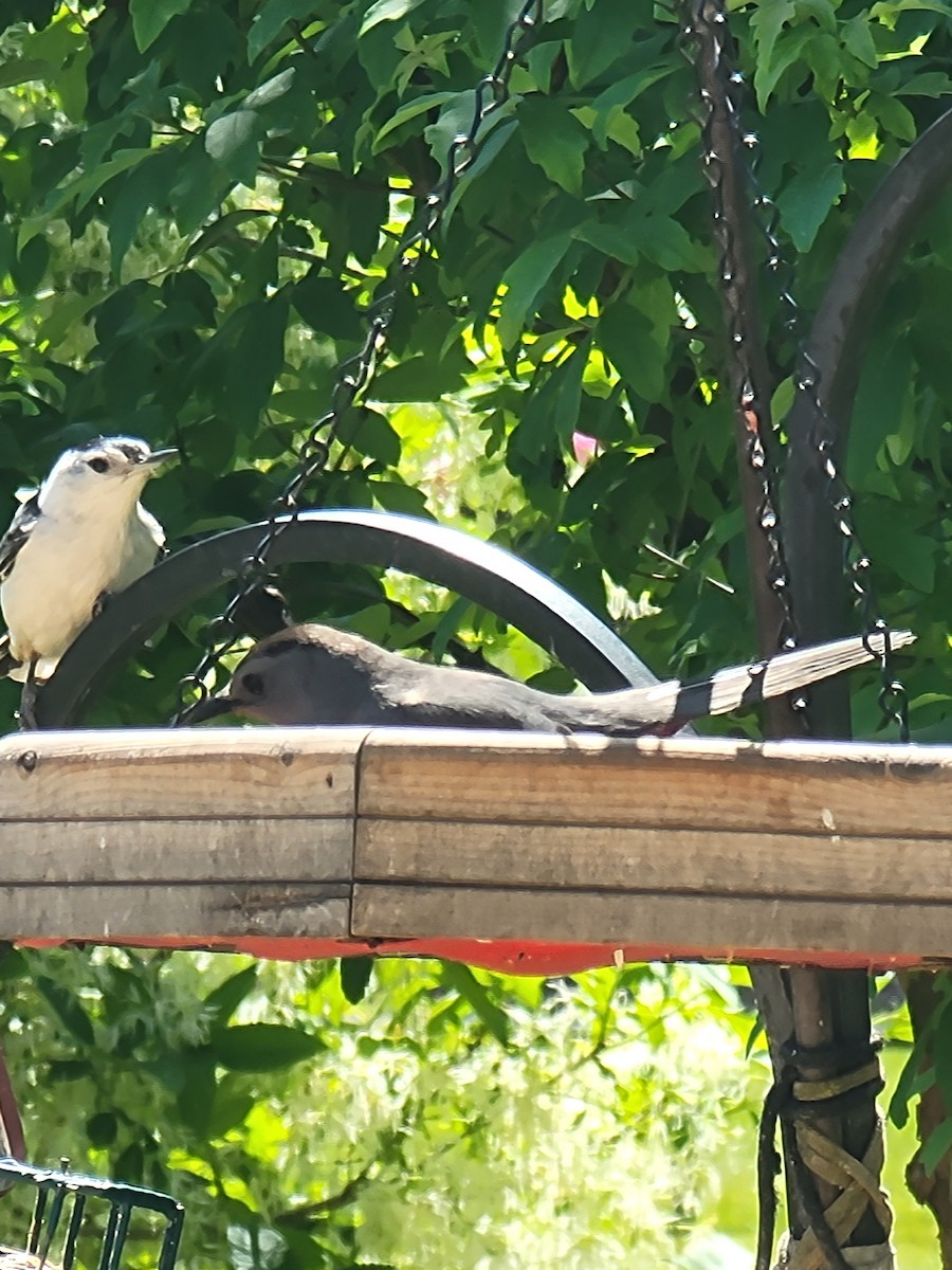 White-breasted Nuthatch - Scott Harp