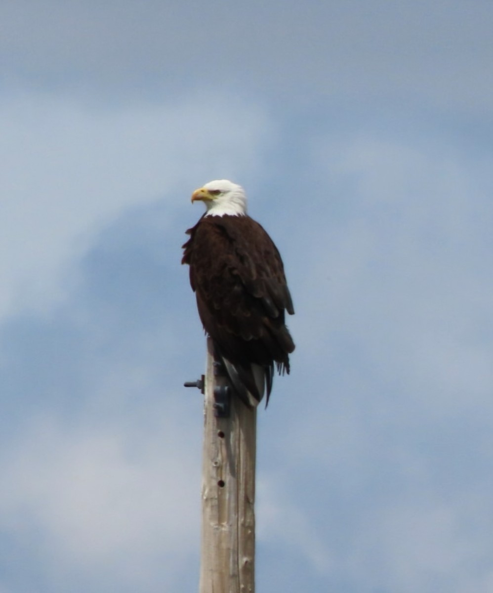 Bald Eagle - Cathleen Burns